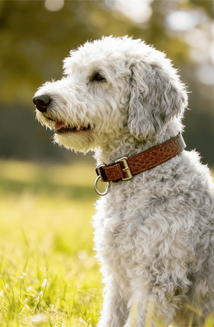 hondmode-slide-mobiel